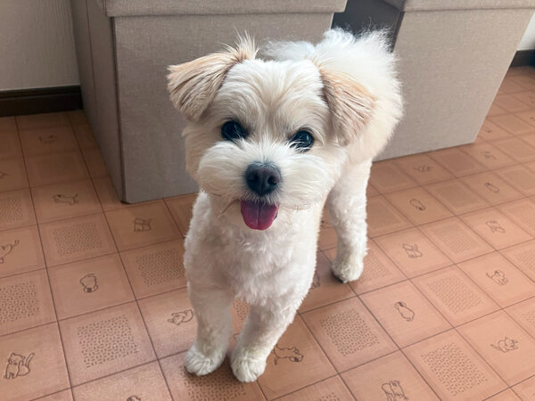 小型犬チワワ×トイプードルペットホテル