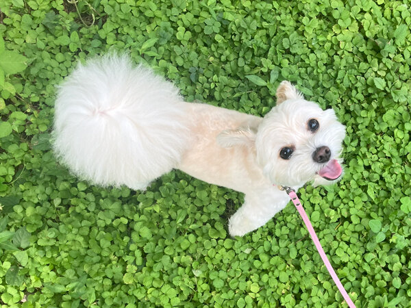 小型犬チワワ×トイプードルペットホテル