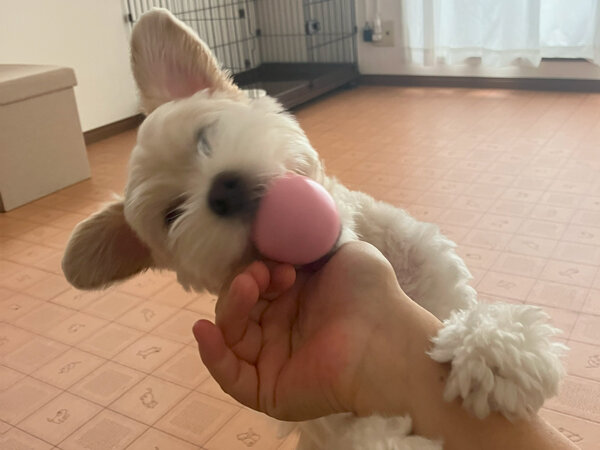 小型犬チワワ×トイプードルペットホテル