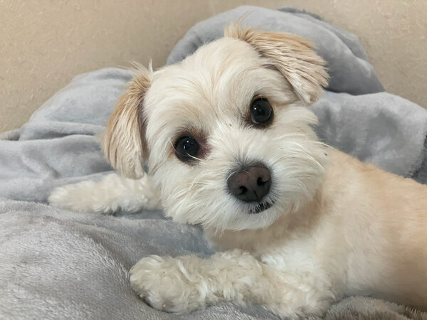 小型犬チワワ×トイプードルペットホテル