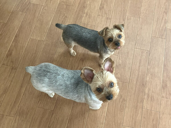 小型犬ヨークシャテリアペットホテル