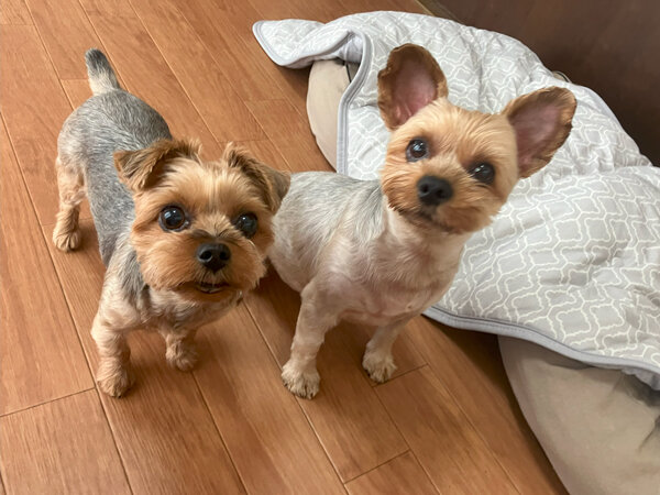 小型犬ヨークシャテリアペットホテル