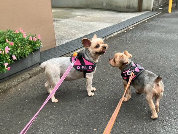 小型犬ヨークシャテリアペットホテル