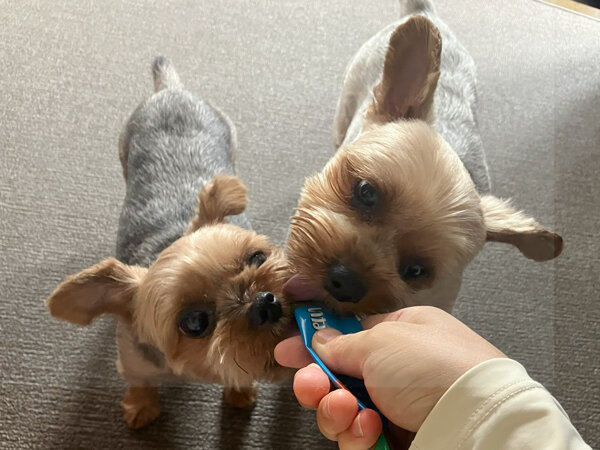 小型犬ヨークシャテリアペットホテル