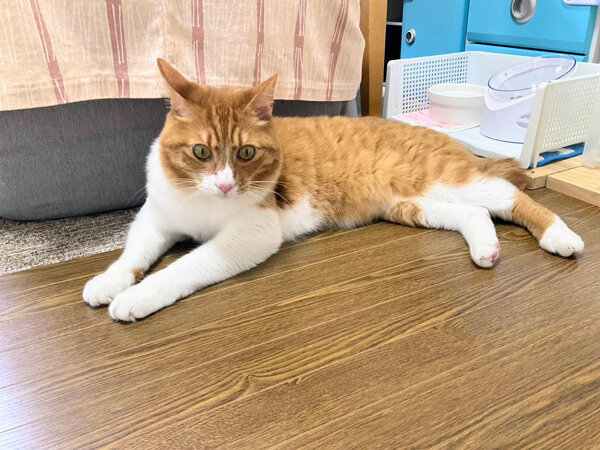 猫ペットシッター