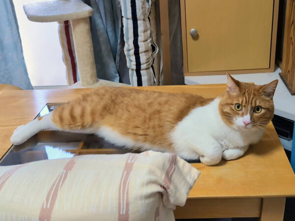 猫ペットシッター