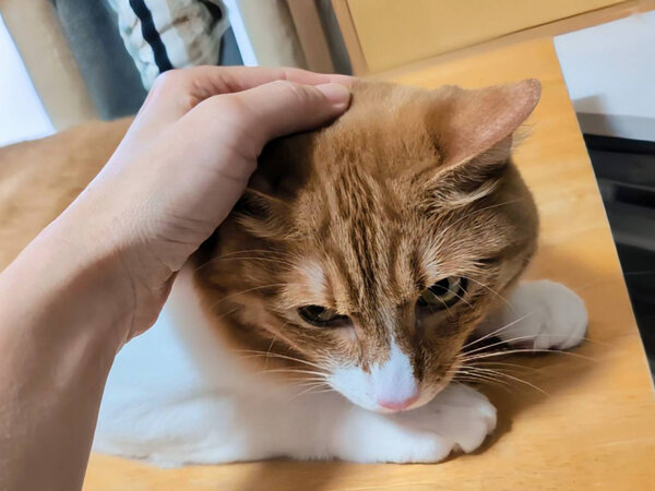 猫ペットシッター