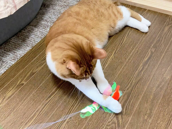 猫ペットシッター