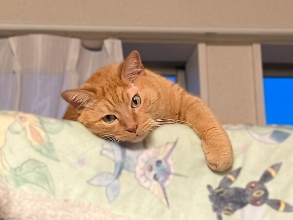 猫ペットシッター