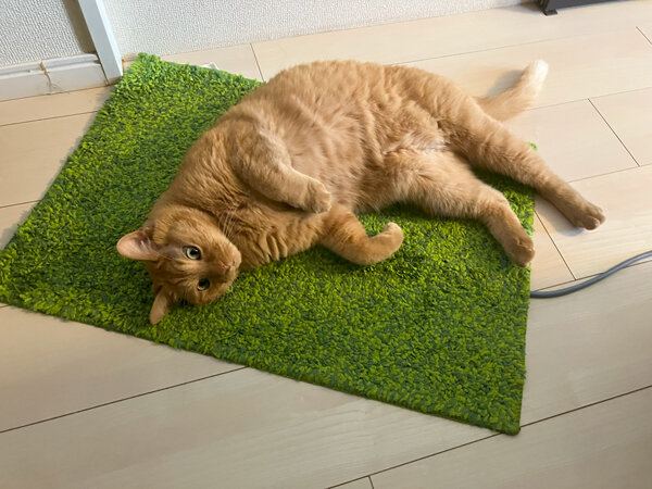 猫ペットシッター