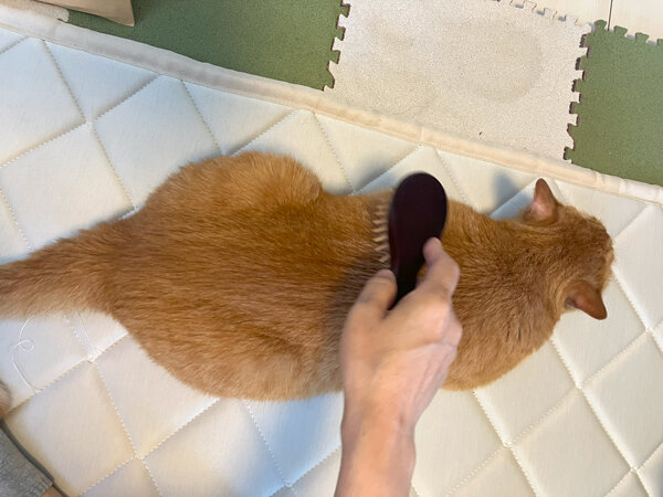 猫ペットシッター