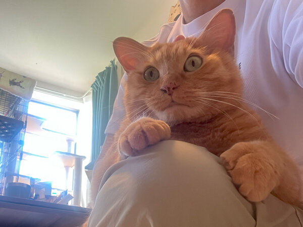 猫ペットシッター