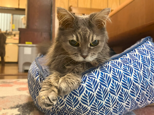 猫ペットシッター