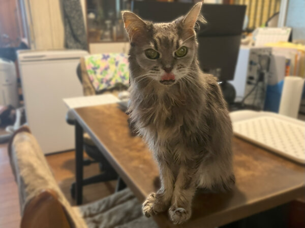 猫ペットシッター