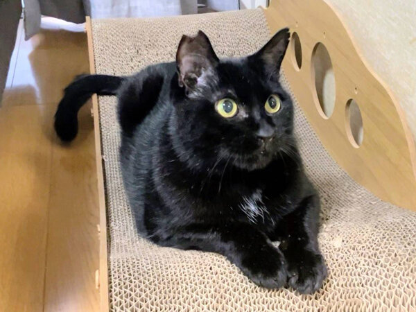 黒猫ペットシッター