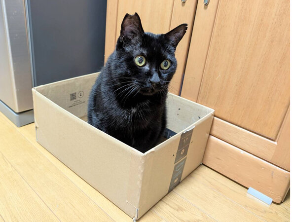 黒猫ペットシッター