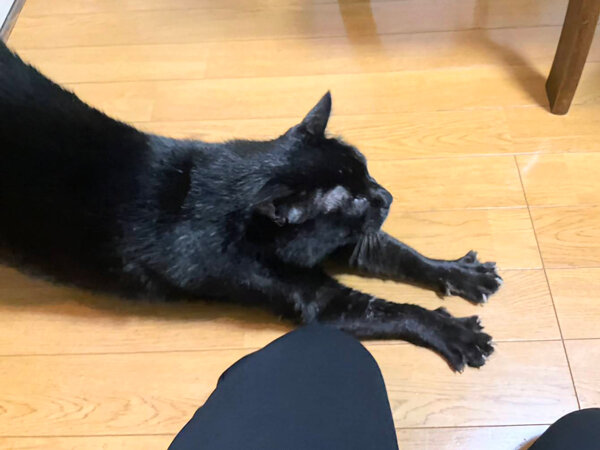 黒猫ペットシッター