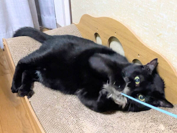 黒猫ペットシッター