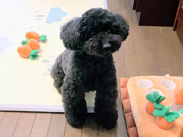 小型犬トイプードルペットシッター