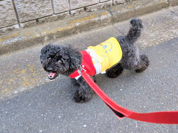 小型犬トイプードルペットシッター