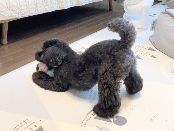 小型犬トイプードルペットシッター