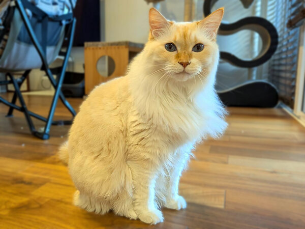 猫ペットシッター