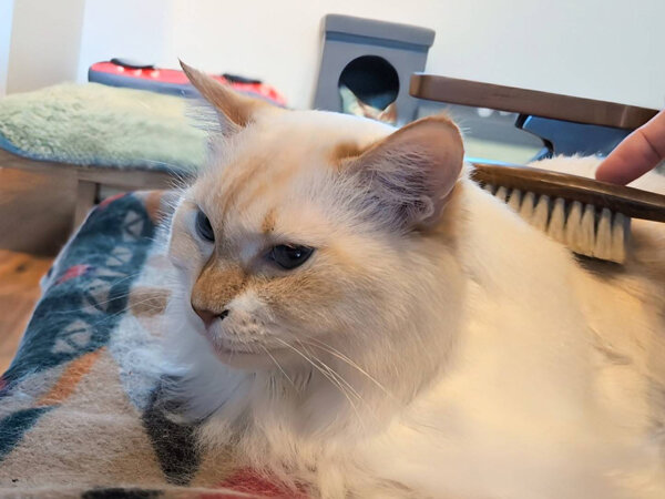 猫ペットシッター
