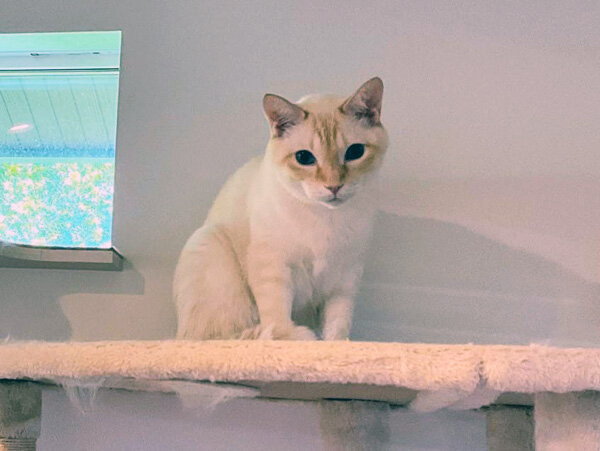 猫ペットシッター