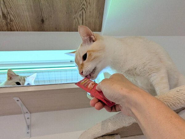 猫ペットシッター