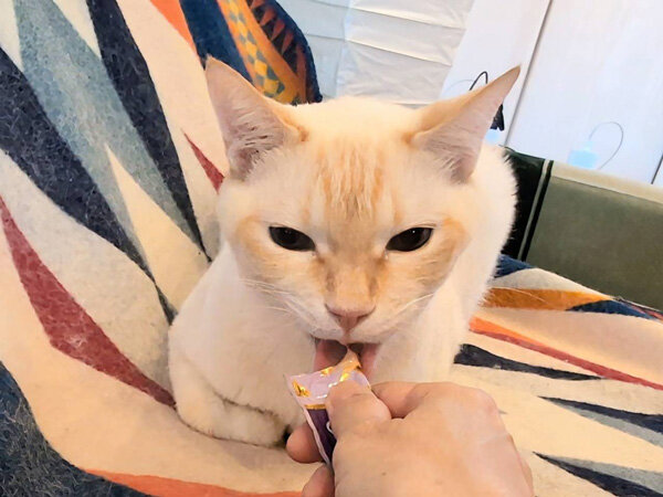 猫ペットシッター