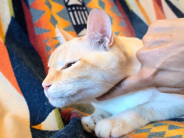 猫ペットシッター