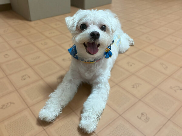 マルチーズ小型犬ペットホテル