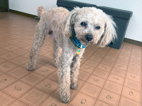 小型犬トイプードルペットホテル