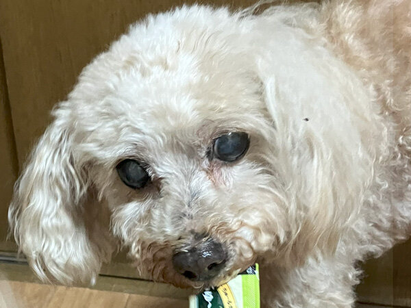 小型犬トイプードルペットホテル