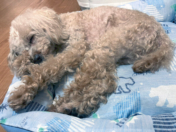小型犬トイプードルペットホテル