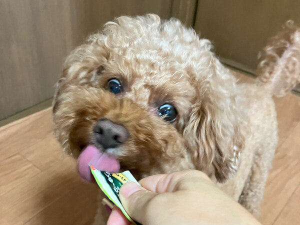 小型犬トイプードルペットホテル