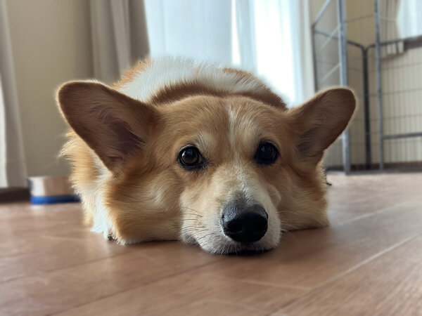 中型犬ウエルシュコーギーペットホテル