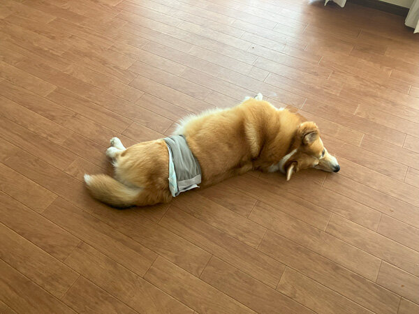 中型犬ウエルシュコーギーペットホテル