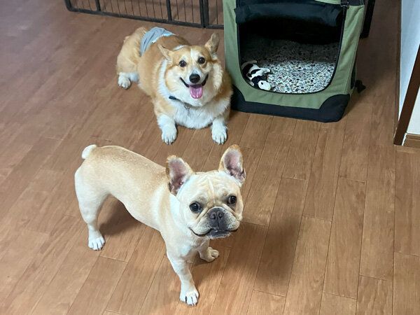 中型犬ウエルシュコーギーペットホテル