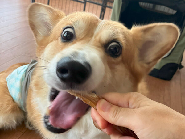 中型犬ウエルシュコーギーペットホテル