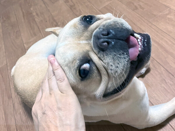 小型犬フレンチブルドッグペットホテル