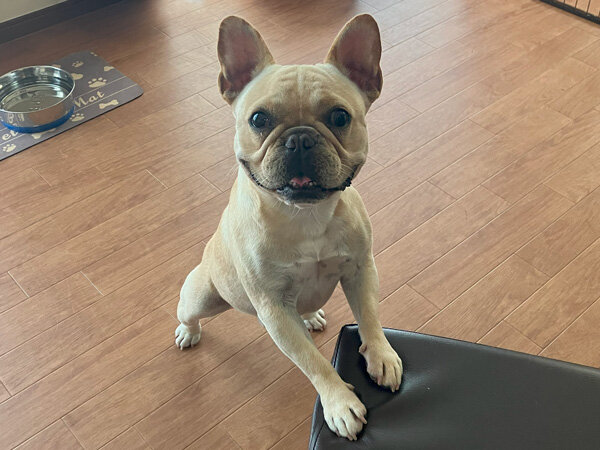 小型犬フレンチブルドッグペットホテル