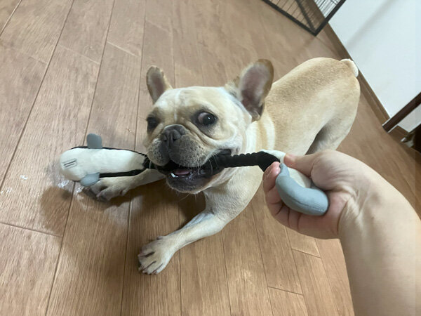 小型犬フレンチブルドッグペットホテル