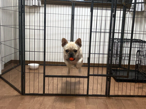 小型犬フレンチブルドッグペットホテル