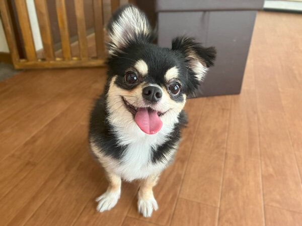 小型犬チワワ×マルチーズペットホテル