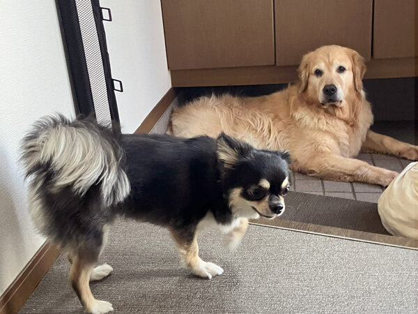 小型犬チワワ×マルチーズペットホテル