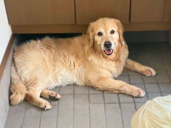 大型犬ラブラドールレトリバーペットホテル
