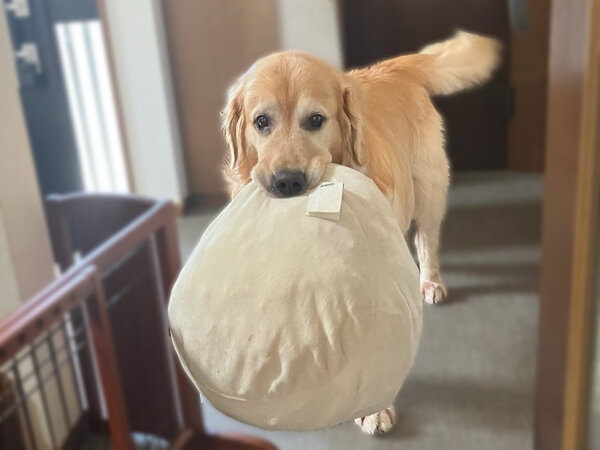 大型犬ラブラドールレトリバーペットホテル