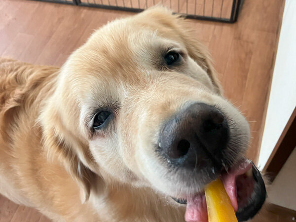 大型犬ラブラドールレトリバーペットホテル