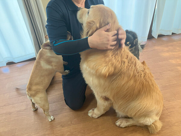大型犬ラブラドールレトリバーペットホテル